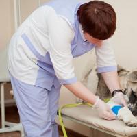 What should be taken to the veterinarian?